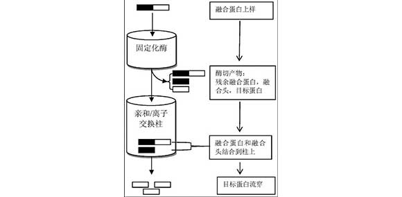 蠕動(dòng)泵在蛋白純化系統(tǒng)中的應(yīng)用